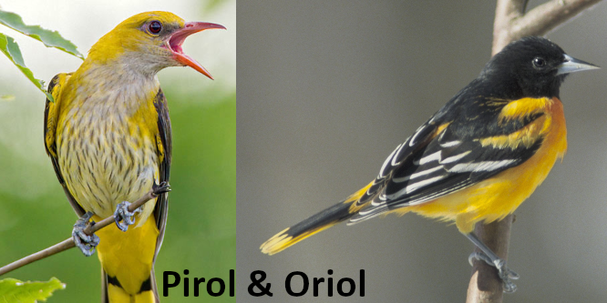 Bild: Pirol mit gelbem Kopf, 'Oriol' mit schwarzem